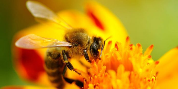 اهميت زنبور عسل در گرده افشاني