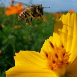 کارهای زنبوردار در اردیبهشت