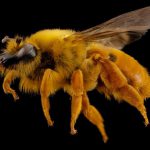 کالبدشناسی داخلی زنبورعسل