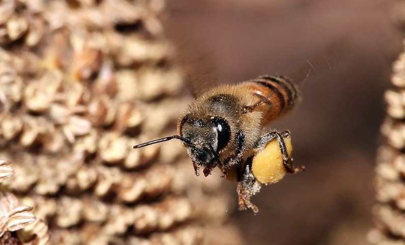 ثابت گلی زنبور عسل