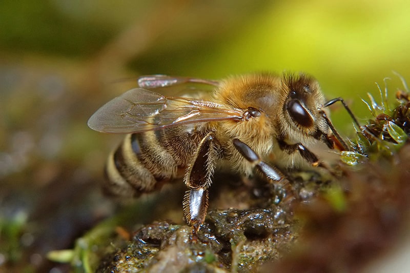 زنبور عسل کارنیولان (Apis mellifera carnica)