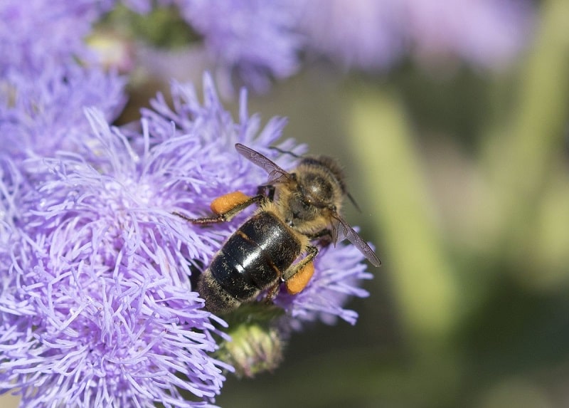 زنبور عسل قفقازی (Apis mellifera caucasica)