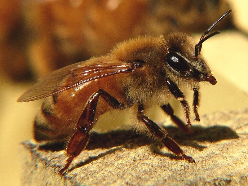 زنبورعسل ایتالیایی با زنبور طلایی (Apis mellifera(Ligustica