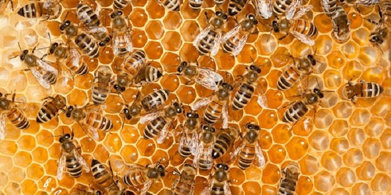کارهای زنبوردار در مرداد   