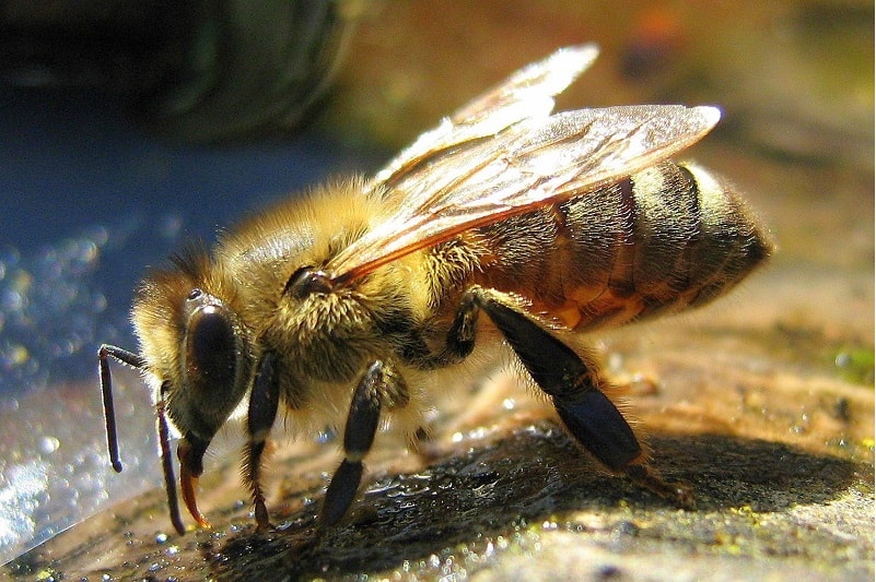 مدفوع زنبور 