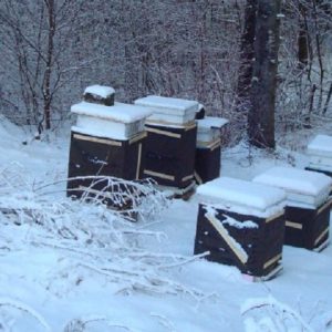 مراقبت ها و کارهای زنبوردار در زمستان