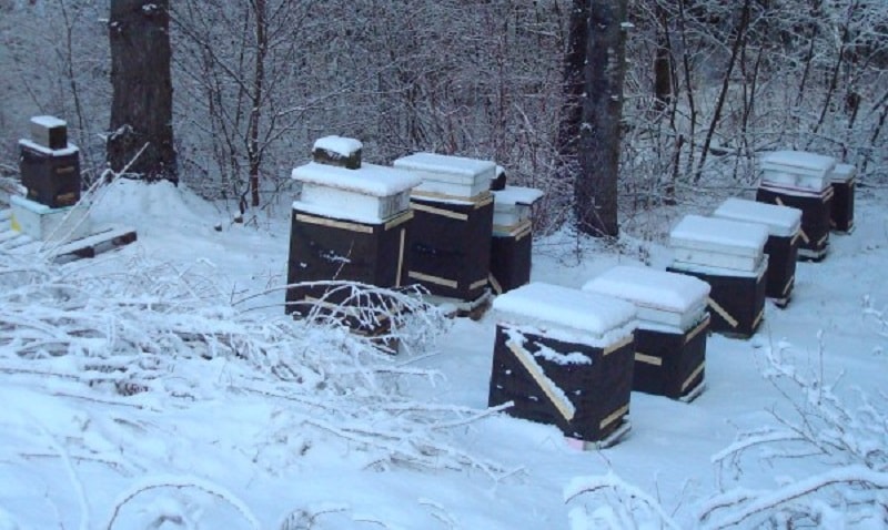 مراقبت ها و کارهای زنبوردار در زمستان