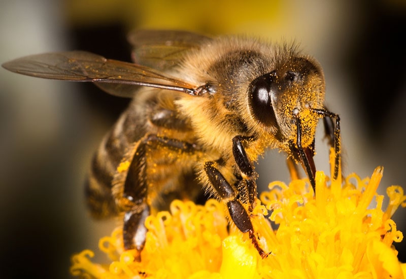 زنبور عسل کارگر