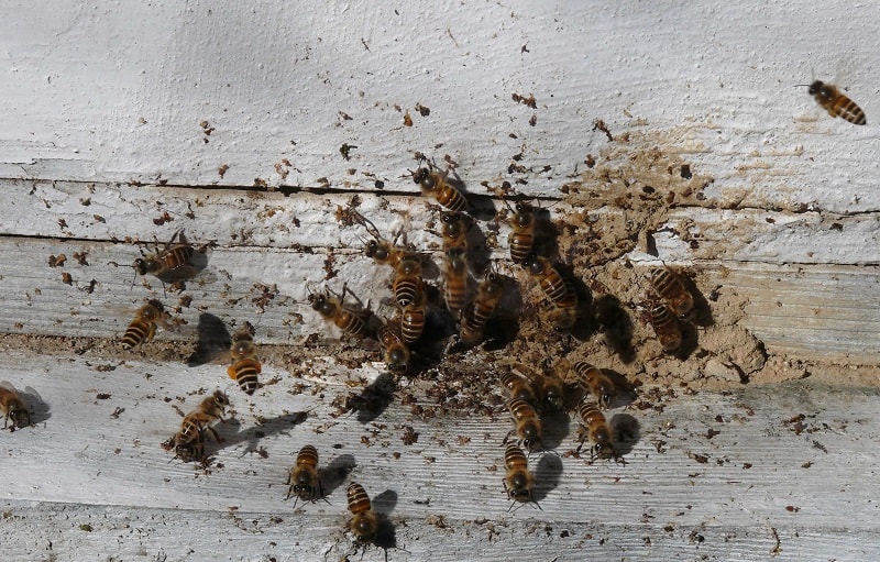 بیماری های زنبور عسل