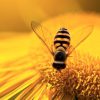 گرده افشانی زنبور