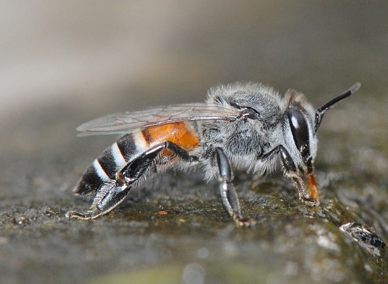 زنبور عسل کوچولو (Apis florea)