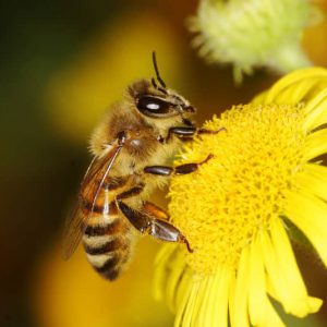 رشد زنبورعسل