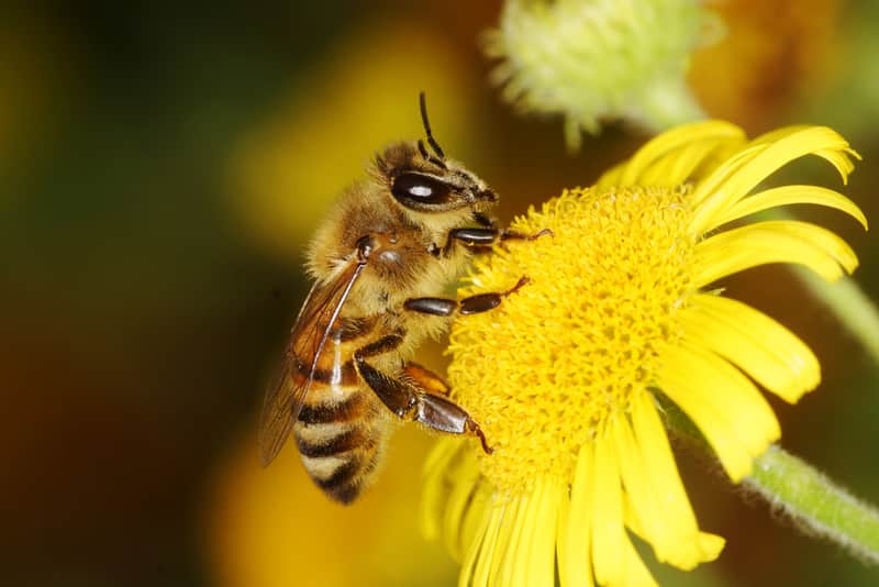 رشد زنبورعسل