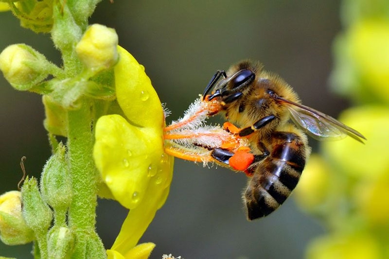 انواع عسل تقلبی