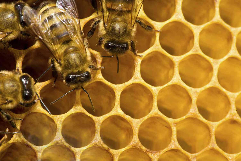 توصیه هایی برای تولید عسل طبیعی