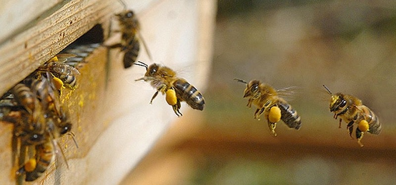 شهدآوری زنبورهای کارگر