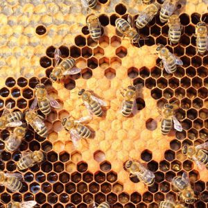 عسل طبیعی برای درمان بیماری ها