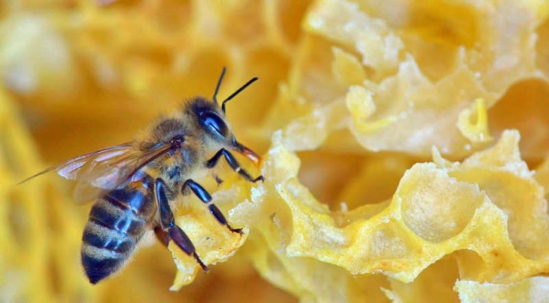 اهمیت حواس در زنبورعسل