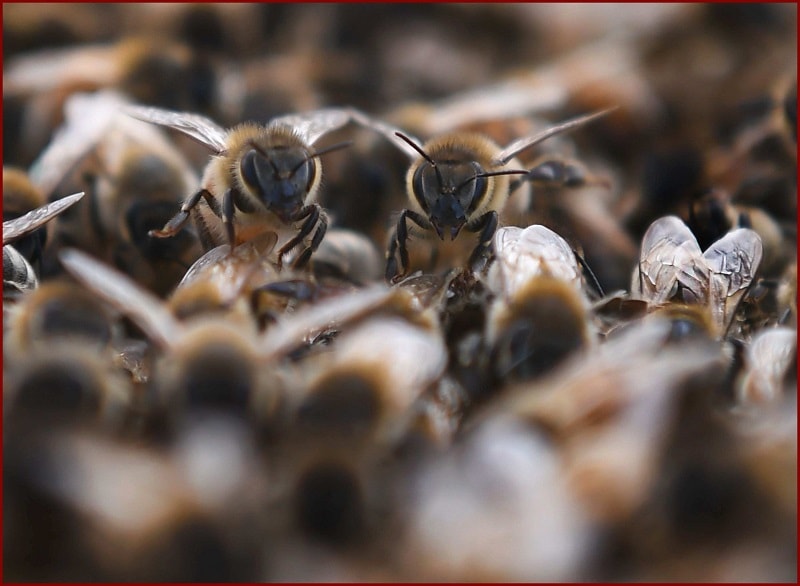 مراقبتها و کارهای زنبوردار در تیر