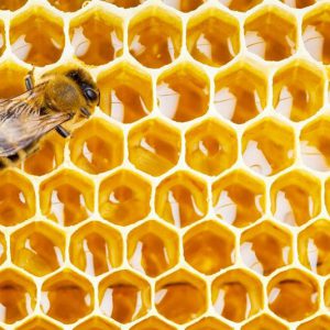 تغذیه زنبور عسل