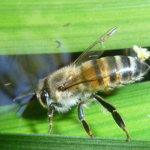 نژادها و سویه‌های زنبور عسل