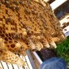 بیماری های خطرناک زنبورعسل