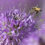 عجایب زنبور عسل