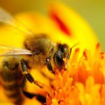 اهمیت زنبور عسل در گرده افشانی