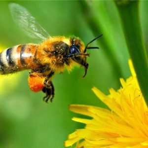 اهمیت زنبورعسل
