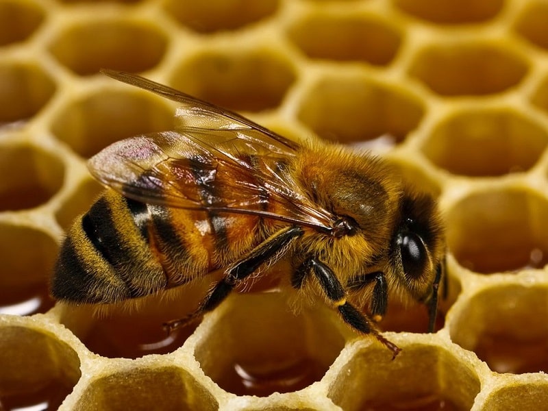 تغذیه بهاره زنبورها