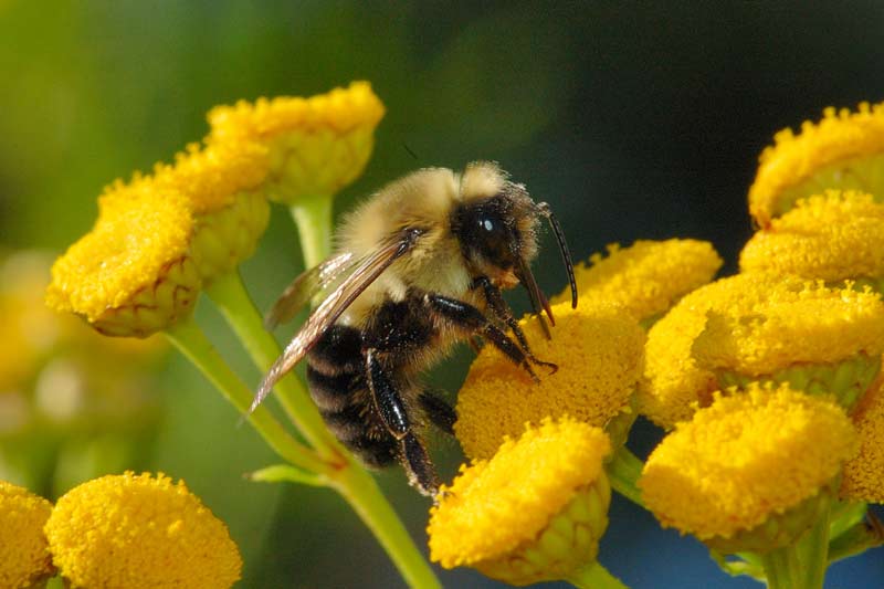تغذیه زنبورهای عسل