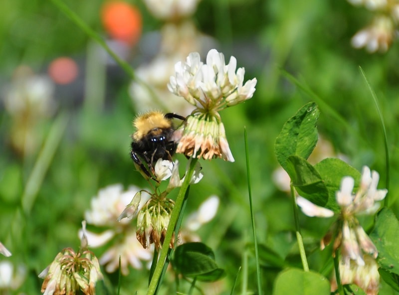 زنبورداری در فصل تابستان - شهد