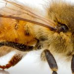 کالبدشناسی زنبورعسل