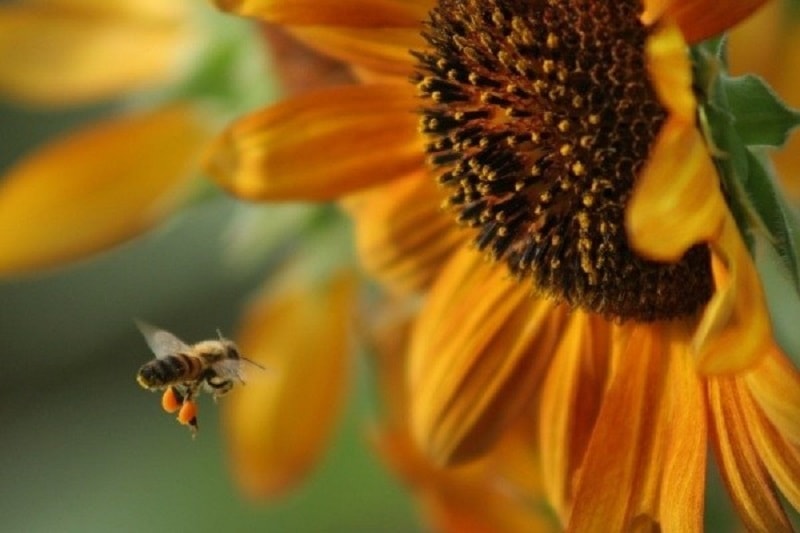صفات متعالی زنبور عسل