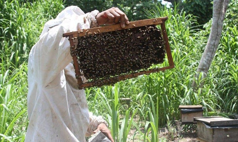3- دفع مدفوع توسط زنبورهای عسل در زمستان 