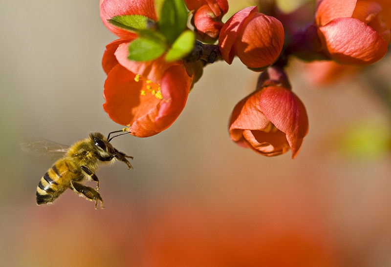 عوامل مؤثر در گرده افشانی توسط زنبورعسل