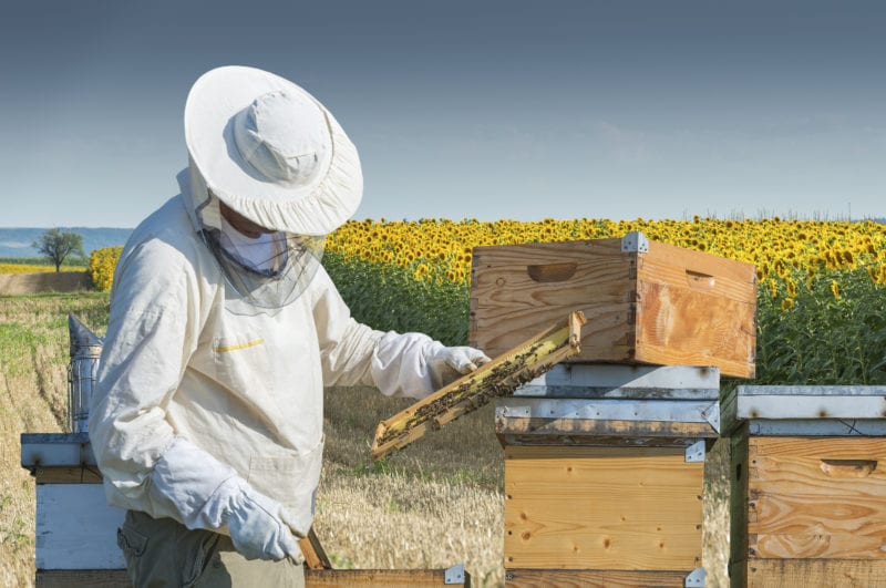 مشکلات زنبورداری در ایران و راه حل ها