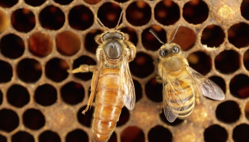زنبوران کارگر و ملکه