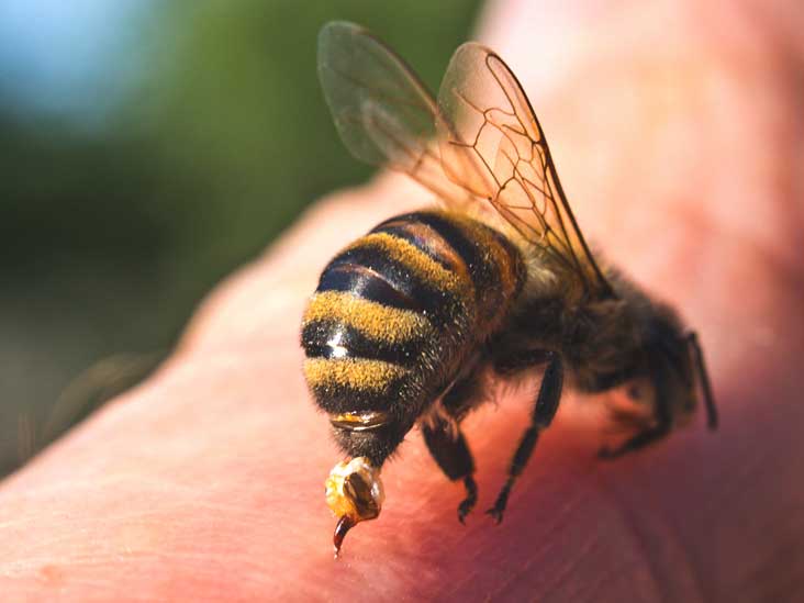 خصوصیات فیزیکی و شیمیایی زهر زنبورعسل