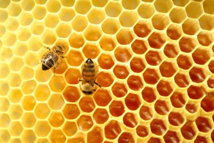  راه برای به دست آوردن زنبورها