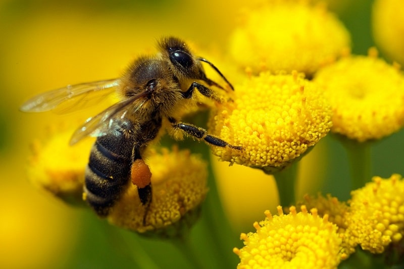زنبورداری در فصل بهار