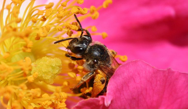 زنبوران انفرادی و نیمه اجتماعی