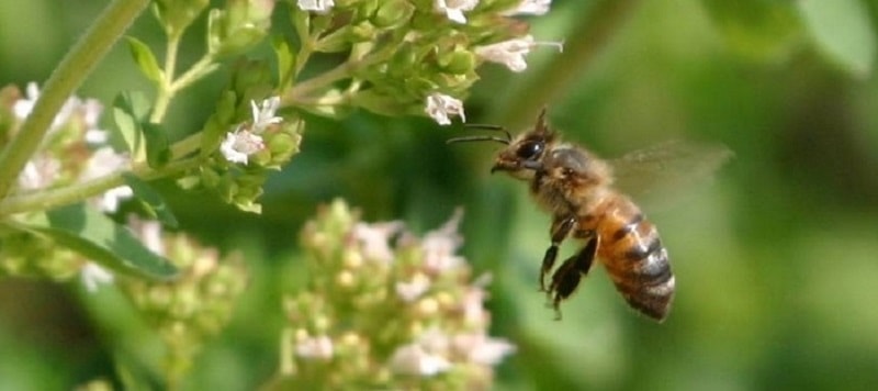 صفات متعالی زنبور عسل