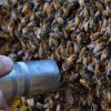 کارهای زنبوردار در شهریور