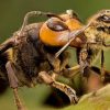 شکارچی های زنبور عسل