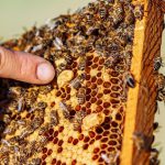 تاریخچه زنبور عسل