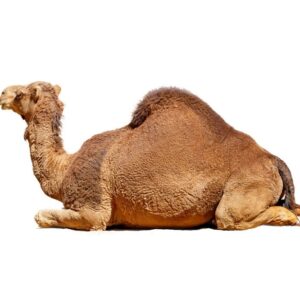 wonders-of-camel-creation