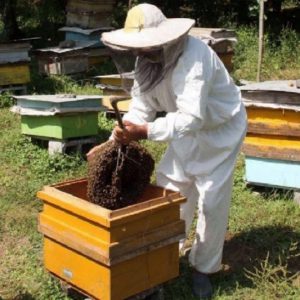 در پرورش زنبور عسل