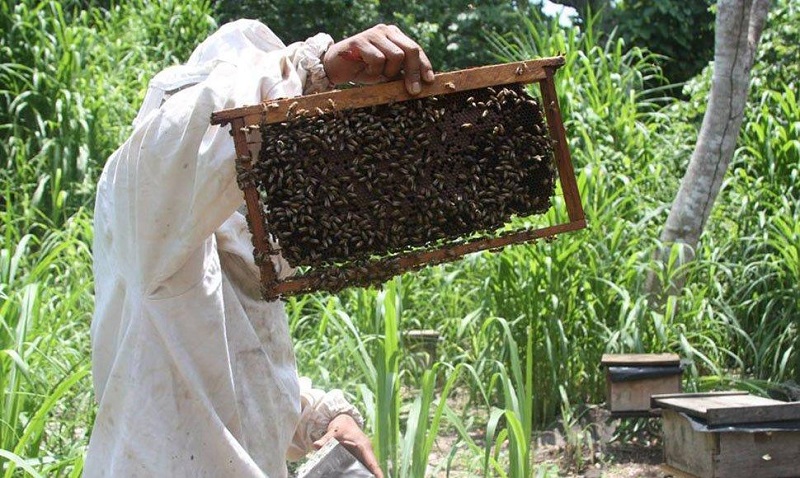 در پرورش زنبور عسل با کلنی های ضعیف چه باید بکنیم؟