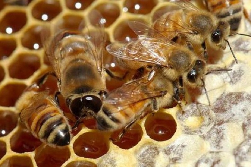 روش های اصلاح کندوهای بی ملکه شده یا یتیم در پرورش زنبور عسل